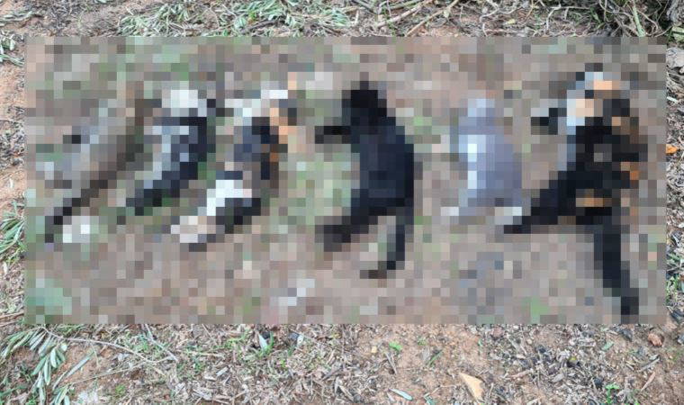 21 kedinin ölümüyle ilgili yeni gelişme