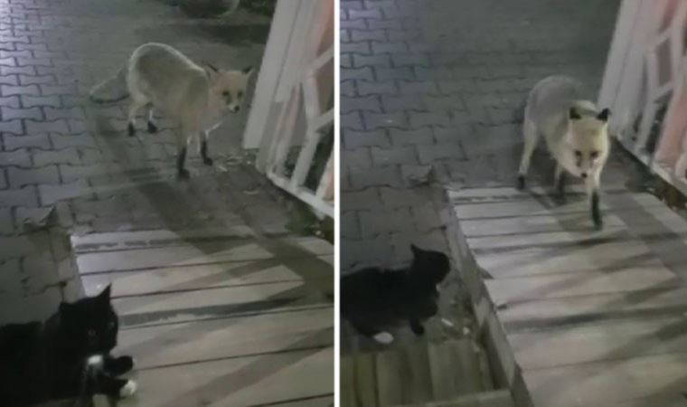 Tilkiyle kedinin ekmek kavgası kameralara yansıdı