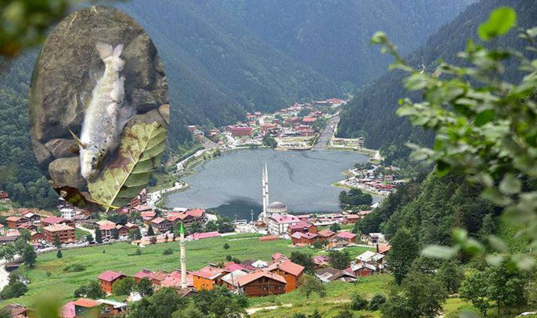 Uzungöl'de balık ölümleri tedirginliği