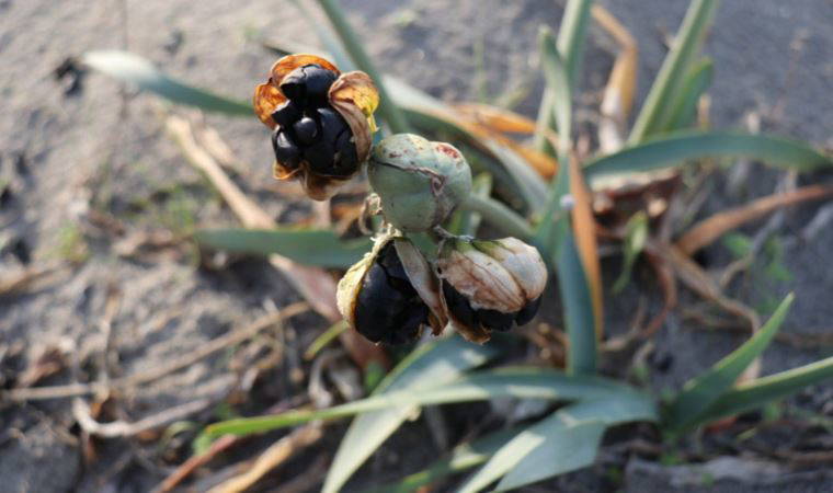 Bu çiçeği koparmanın cezası dudak uçuklatıyor