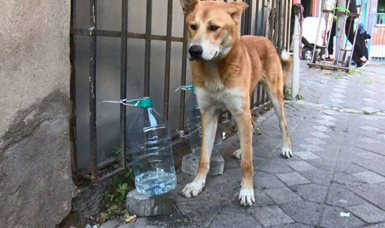 İstanbul Zeytinburnu'nda sokak hayvanlarına 'çamaşır suyu veriyor' kavgası!