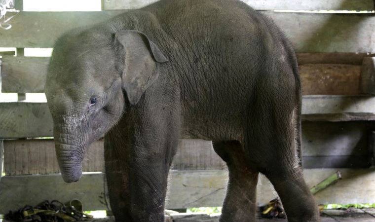 Avcıların tuzağına takılıp hortumunun yarısını kaybeden yavru fil öldü
