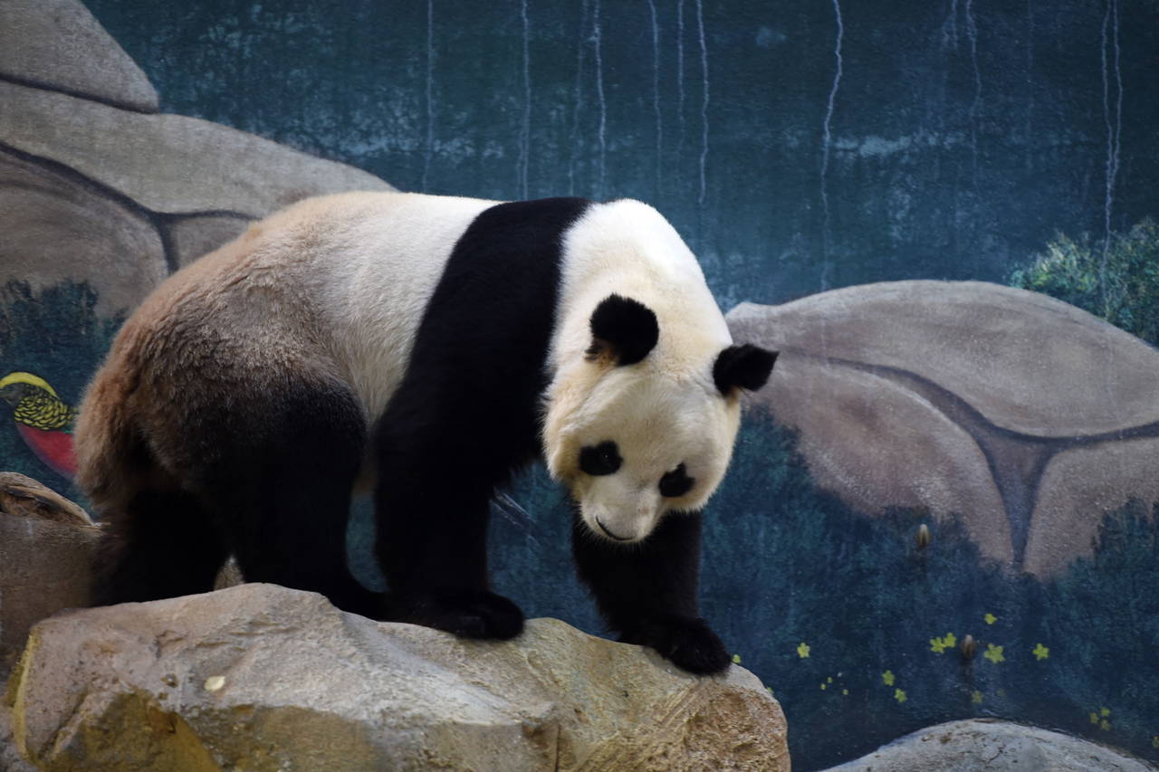 Kylian Mbappe, yavru pandanın vaftiz babası oldu