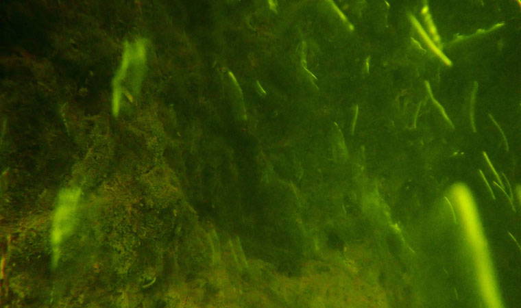 İlk kez görüntülendi: Dünyada sadece Adıyaman'da var