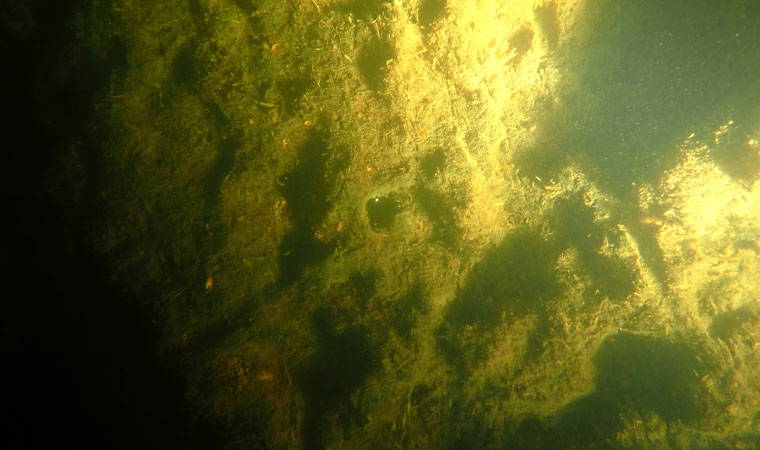 İlk kez görüntülendi: Dünyada sadece Adıyaman'da var