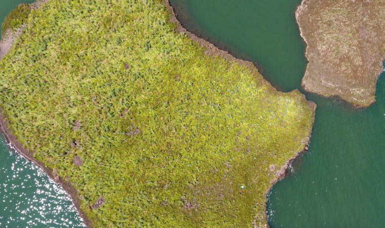 İlk kez görüntülendi: Dünyada sadece Adıyaman'da var