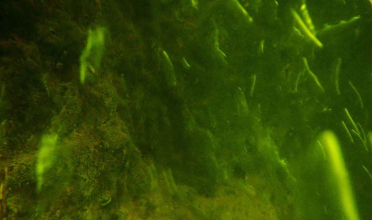 İlk kez görüntülendi: Dünyada sadece Adıyaman'da var