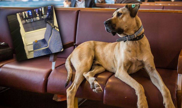 Boji'ye kurulan kumpasa tepkiler gecikmedi: 