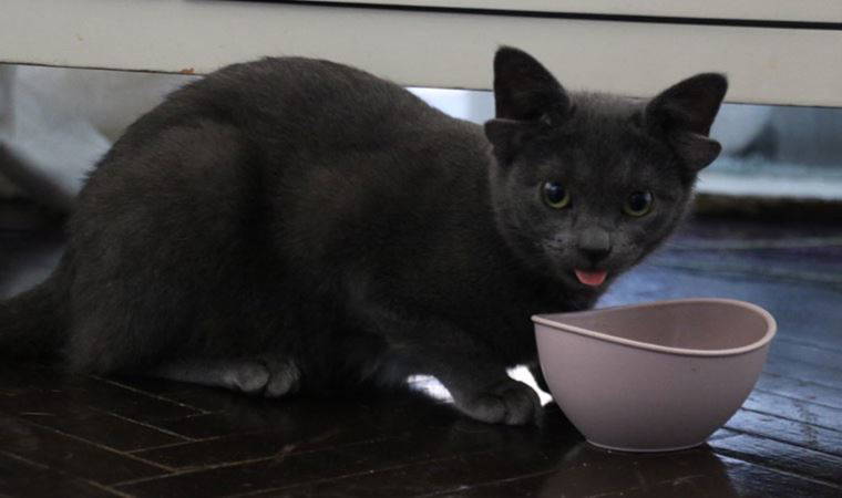 Sosyal medya fenomeni dört kulaklı kedi 'Midas'ın başı sahte hesaplarla dertte