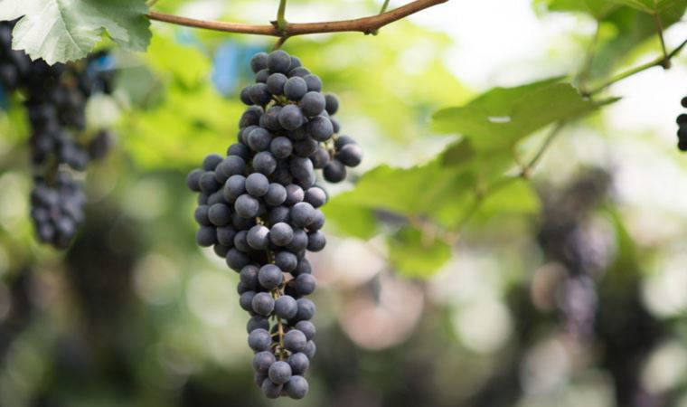 Bağlar bize gelmiyorsa biz onlara gidelim