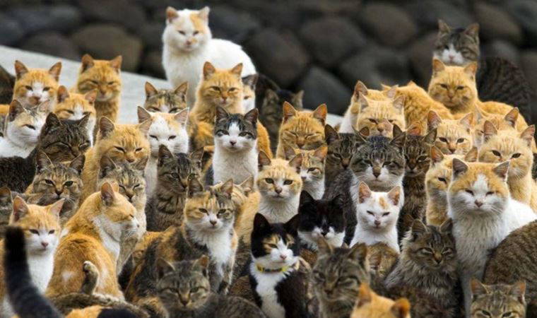 Avustralya'da vahşi kedilere yeni önlem: Genetik kontrol