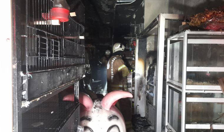 Bayrampaşa'da pet shop'ta yangın çıktı, çok sayıda hayvan öldü
