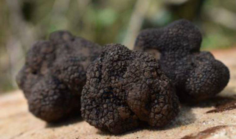 Küresel ısınmaya karşı yeraltı mantar ağı ilk defa haritalanacak