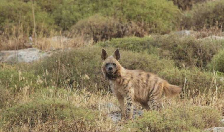 ABD'de sırtlanlarda Covid-19 tespit edildi