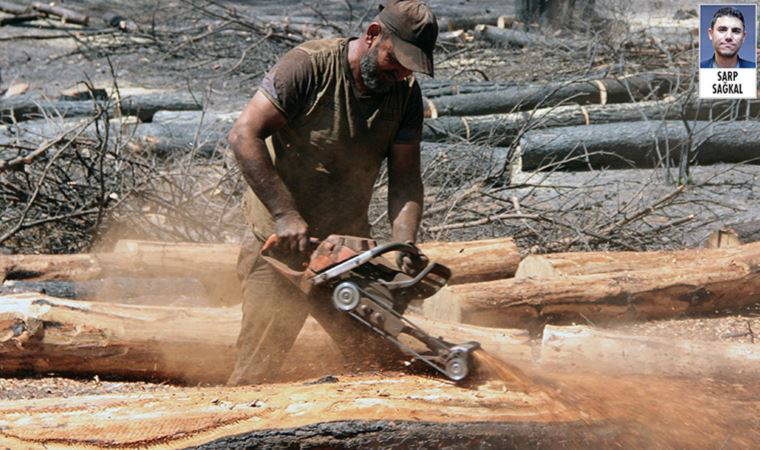 İktidar, çok uluslu şirketlere ağaç kesimi ile ormanlarda rant kapısı açtı
