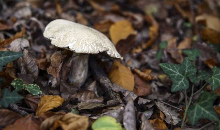 Mantardan zehirlenen kadın öldü (07.11.2021)