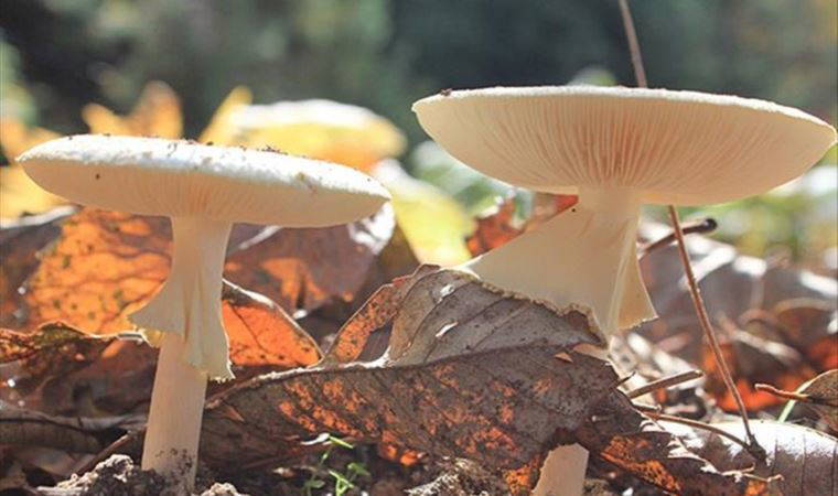 Samsun'da aynı aileden 3 kişi yedikleri mantardan zehirlendi