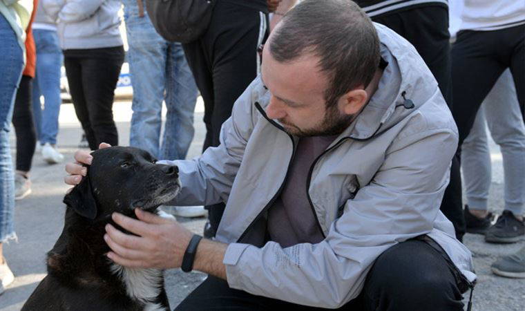 Hatay'da sokak hayvanlarının zehirlendiği iddiasına soruşturma