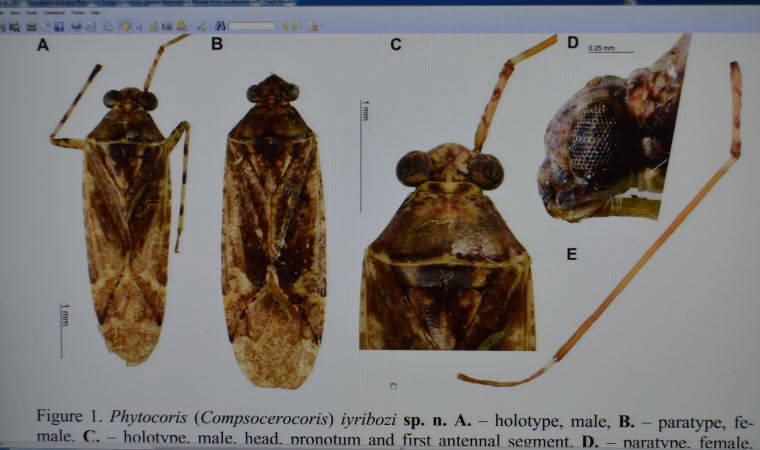 Yeni keşfedilen böceğe eski bakanın adını verdiler