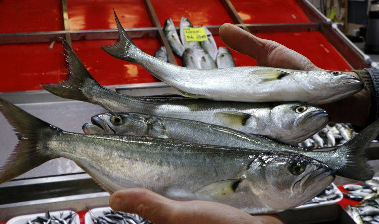 Çanakkale'de lodos nedeniyle lüferin fiyatı 200 liraya çıktı