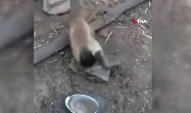 Bıçak bileyen maymun sosyal medyada gündem oldu