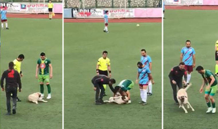 Sahaya giren köpek maçın geç başlamasına neden oldu