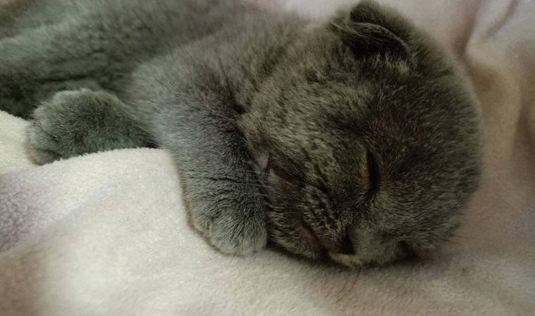 Şiddet bitmiyor: Eşine kızıp kediyi duvara fırlattı!