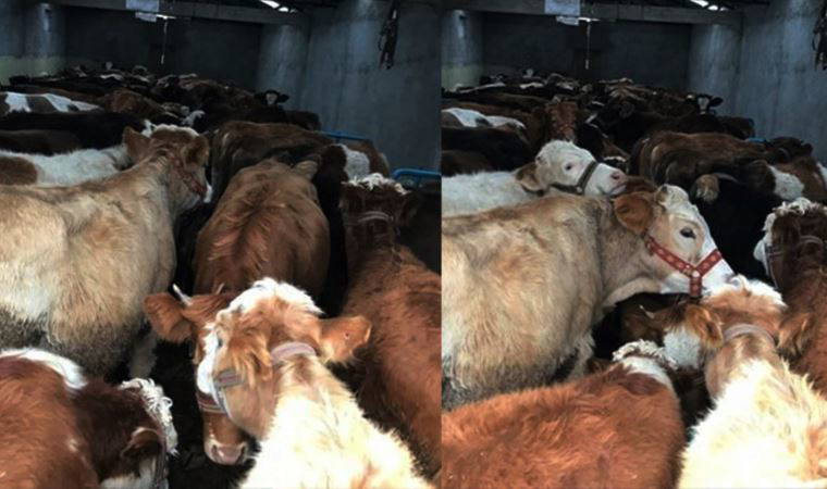 Kaçak hayvan besicilerine 1 milyon 79 bin lira ceza