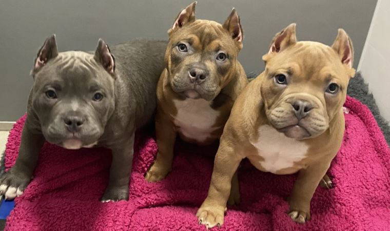 İngiltere'de sosyal medya trendi yüzünden köpeklerin kulakları kesiliyor