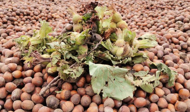 Fındık taban fiyatını aştı, 32 TL'ye yükseldi