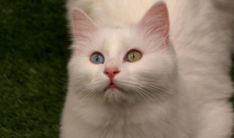 Van Kedileri'ni 'sevme yasağı' kalktı