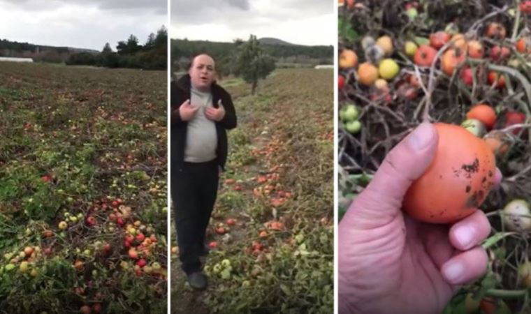 400 ton domatesi tarlada kalan çiftçi isyan etti: 'Bizi kim kurtaracak? Üreterek batıyoruz'