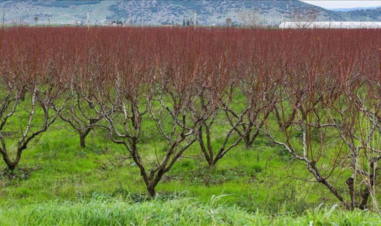 Ege'de artan yağışlar kuraklık endişesindeki çiftçiye umut oldu