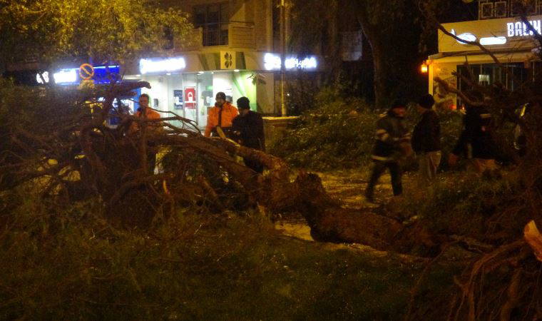 İzmir'de şiddetli rüzgar etkili oldu, ağaçları kökünden söktü