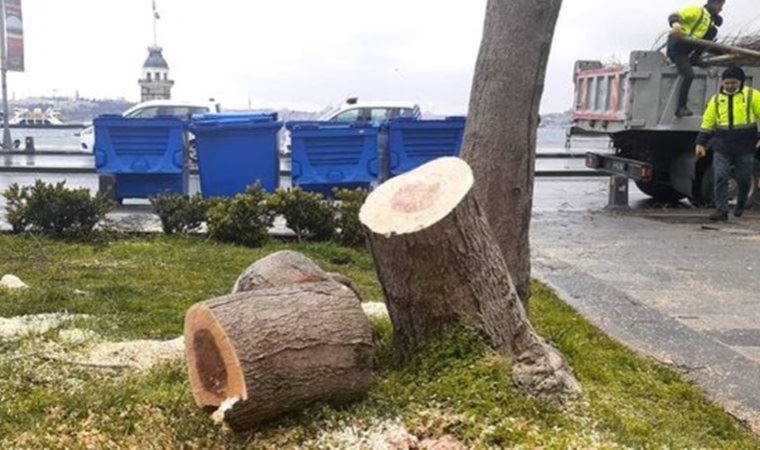 Kız Kulesi manzarası için ağaçların kesilmesine 7 yıl hapis istemi