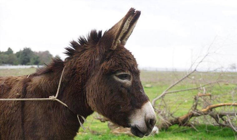 Yargıtay'dan eşek kararı