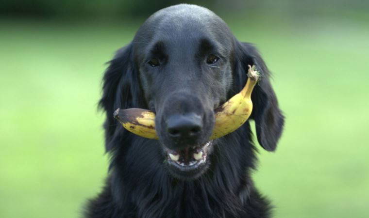 Köpeklerin tüketebileceği ve kaçınması gereken insan besinleri