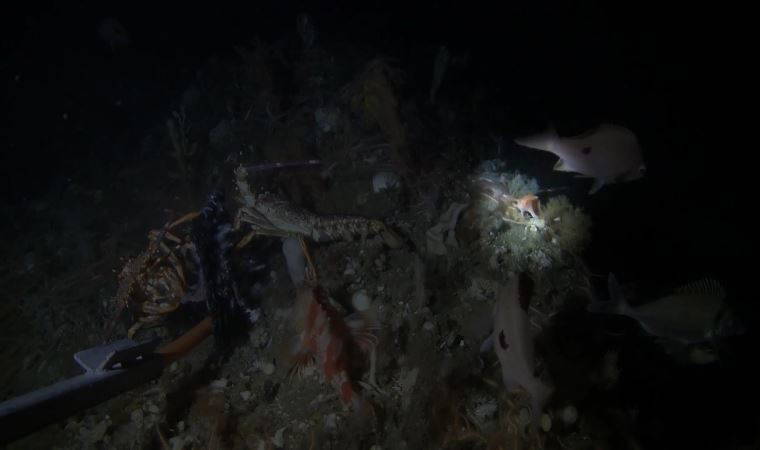 Avustralya’da 22 yıl aradan sonra pembe el balığı görüldü