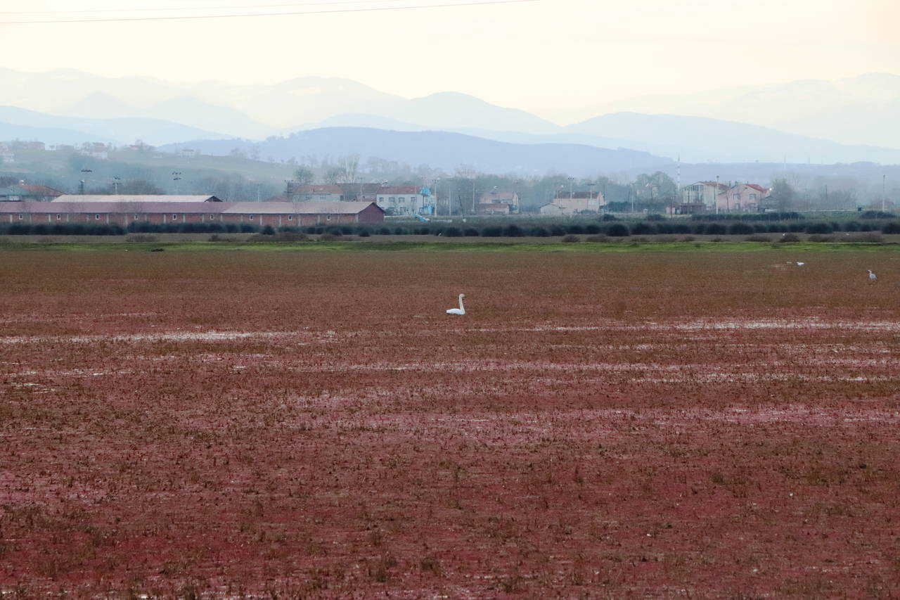 Kızılırmak Deltası eğrelti otuyla kaplandı