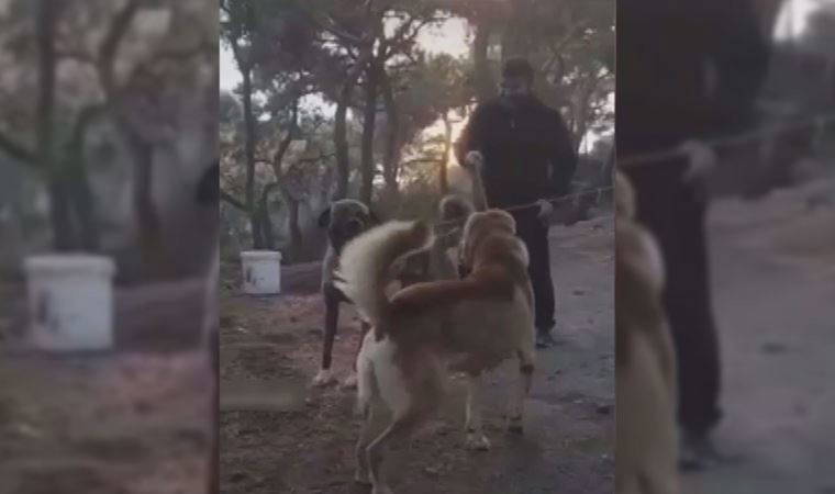 Dehşet veren görüntüler: Büyükada'daki köpek dövüşü için harekete geçildi