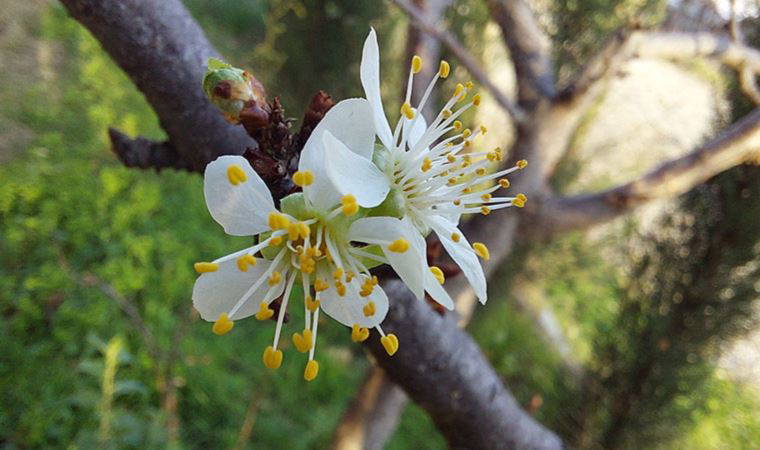 Samsun’da erik ağacı Aralık ayında çiçek açtı