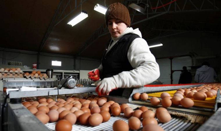 İsrail'de kuş gribi sonrası yumurta sıkıntısı