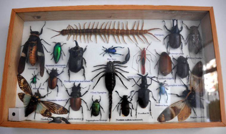 Mumyaladığı böcekleri duvara astı: '60'a yakın böcek türü var'