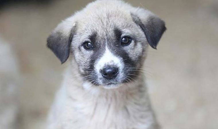 İzmir ve Muğla büyükşehir belediyelerinden 'sokak hayvanları' kararı