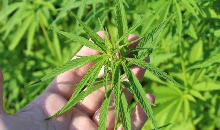 Hacıbektaş'ta evde kenevir yetiştiren iki şüpheliden biri tutuklandı