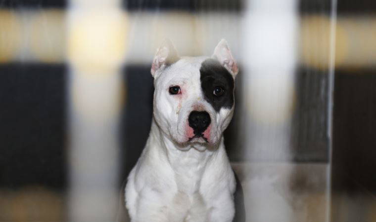 İlkokul yakınlarında görülen sahipsiz pitbull yakalanıp, koruma altına alındı