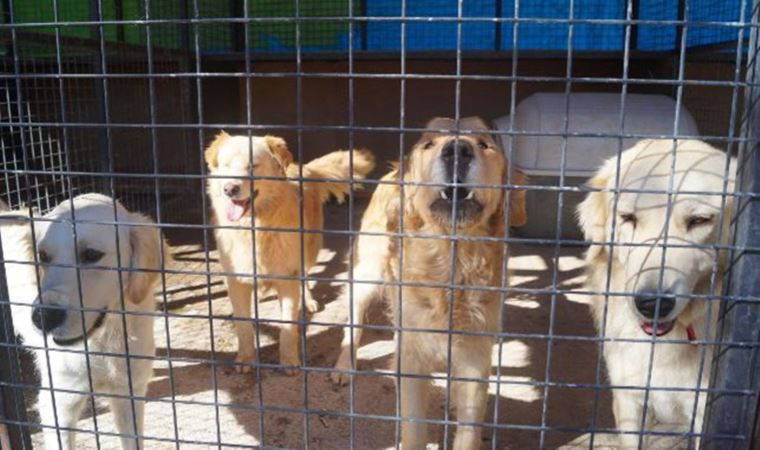 HAYTAP Başkanı Ahmet Kemal Şenpolat: Erdoğan'dan randevu talep ettik ama olumlu yanıt alamadık
