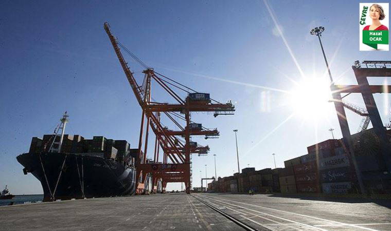 ‘Deniz çayırları nefessiz kalıyor’