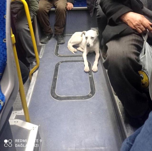 Ankara'nın 'gezgin köpeği' Barış, EGO otobüsleri ile seyahat ediyor