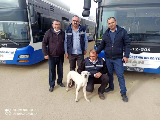 Ankara'nın 'gezgin köpeği' Barış, EGO otobüsleri ile seyahat ediyor